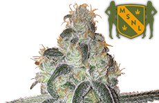 MSNL Girl Scout Cookies Feminized Seeds