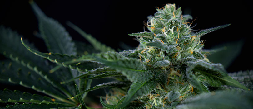 MSNL Green Crack Feminized Seeds