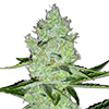 MSNL Jack Herer Feminized Cannabis Seeds