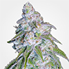 MSNL Neville's Haze Feminized Cannabis Seeds