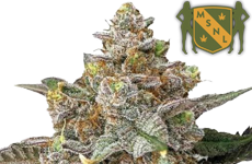 MSNL Pink Runtz Feminized Seeds