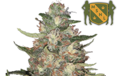 MSNL Purple Punch Feminized Seeds