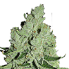 MSNL Sour Diesel Feminized Cannabis Seeds