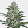 MSNL THC Bomb Feminized Cannabis Seeds