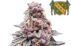 MSNL Tropicana Cookies Purple Feminized Seeds