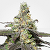 MSNL Wedding Cake Feminized Cannabis Seeds