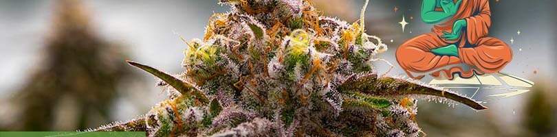 Mac 1 Seeds Featured Image
