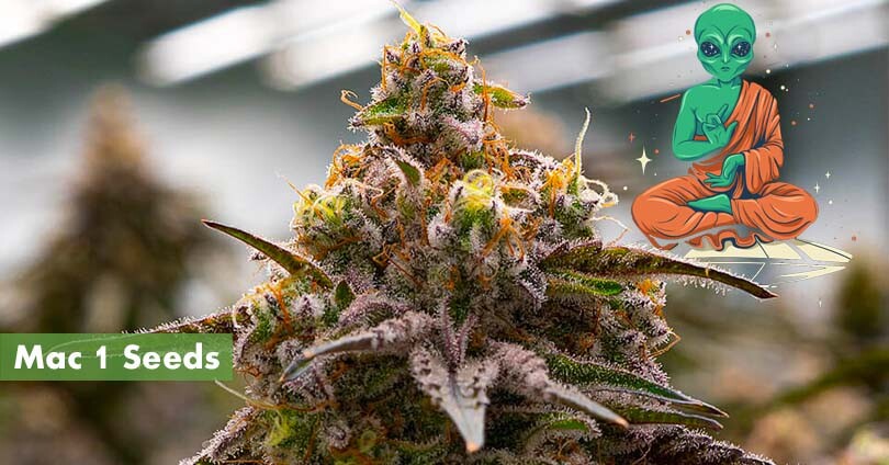 Mac 1 Seeds Featured Image