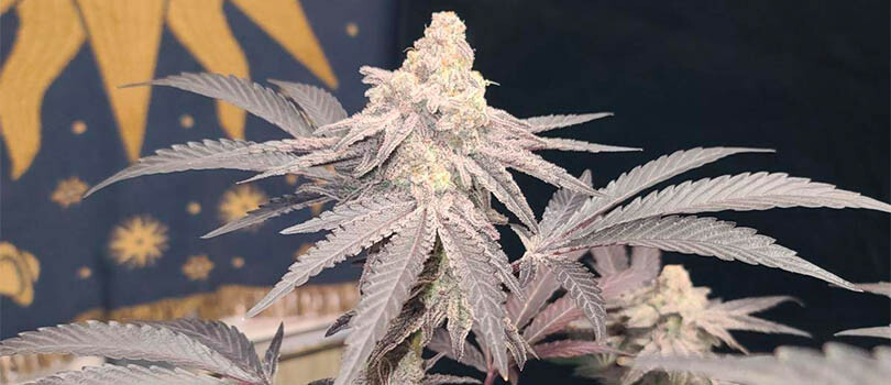 Mac 1 Strain Description