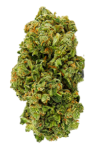 Magnum Autoflower Bud