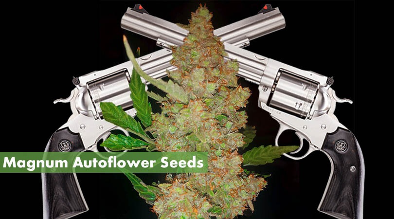 Magnum Autoflower Seeds Cover Photo