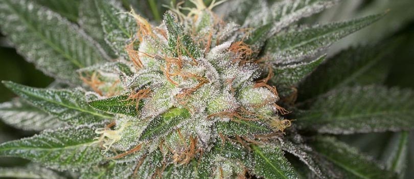 Mango Kush Seeds Strain Description