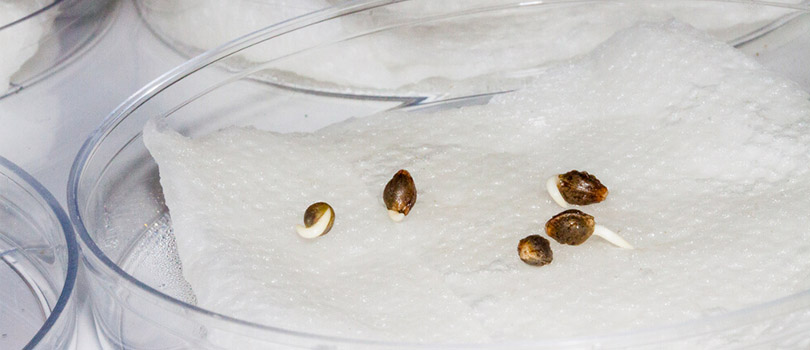 Marijuana Seeds Germination Paper Towel Technique