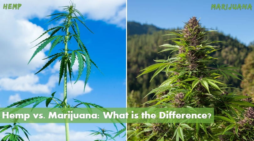 Hemp vs. Marijuana