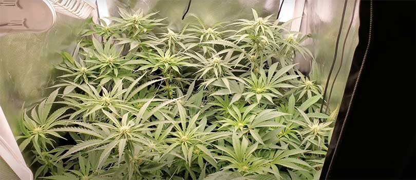 Mars Hydro 2x2 Grow Tent Cannabis