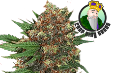 Master Kush Feminized Seeds Crop King Seeds