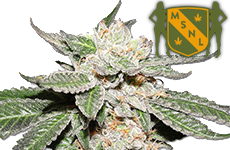 Master Kush Feminized Seeds MSNL