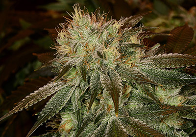 Master Kush High Times Cannabis Cup Winner Seeds