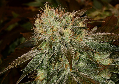 Cheap Cannabis Seeds - Master Kush High Times Cannabis Cup Winner Seeds