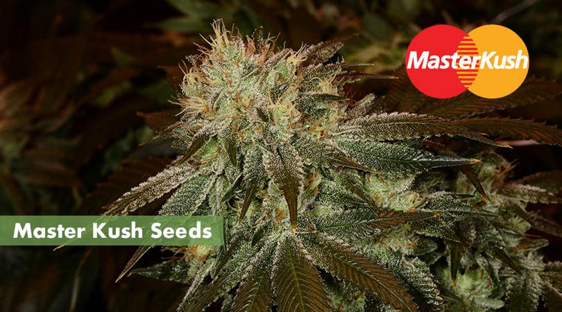 Master Kush Seeds Cover Photo