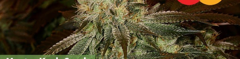 Master Kush Seeds Featured Image