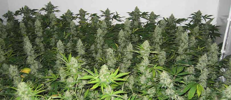 Master Kush Seeds Strain Description