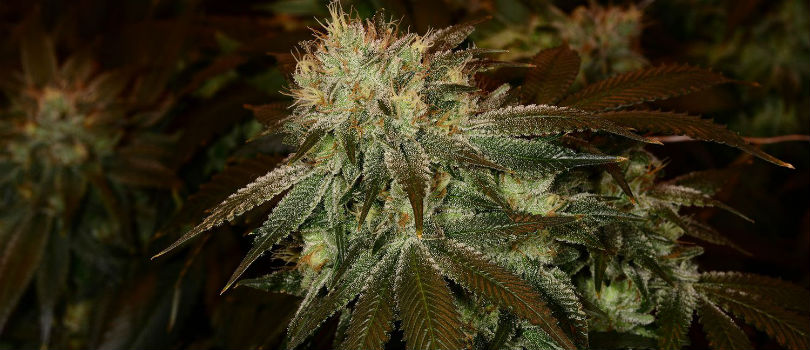 Master Kush Feminized Cannabis Seeds