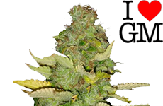 Maui Wowie Feminized Seeds ILGM