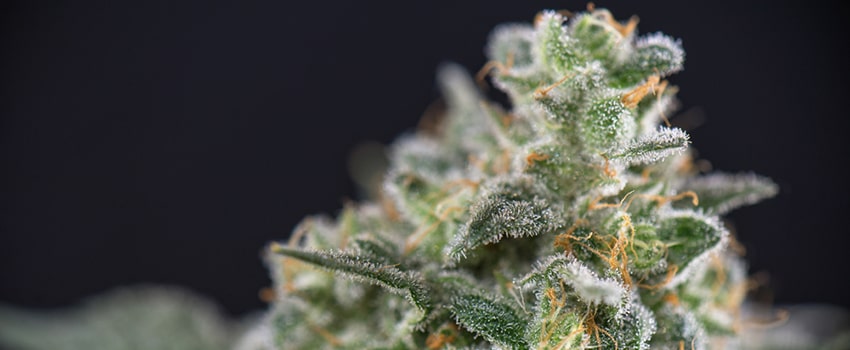 Maui Wowie Seeds Strain Description