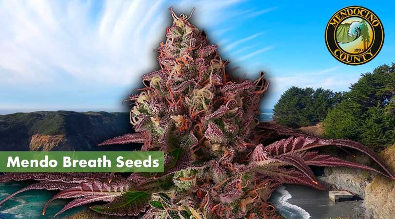 Mendo Breath Seeds Cover Photo