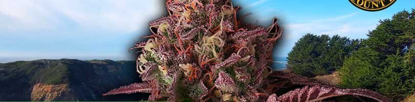 Mendo Breath Seeds Featured Image