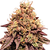 Mimosa Feminized Cannabis Seeds