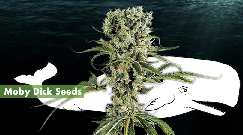 Moby Dick Seeds Cover Photo