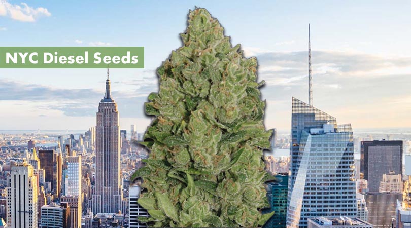 NYC Diesel Seeds Cover Photo