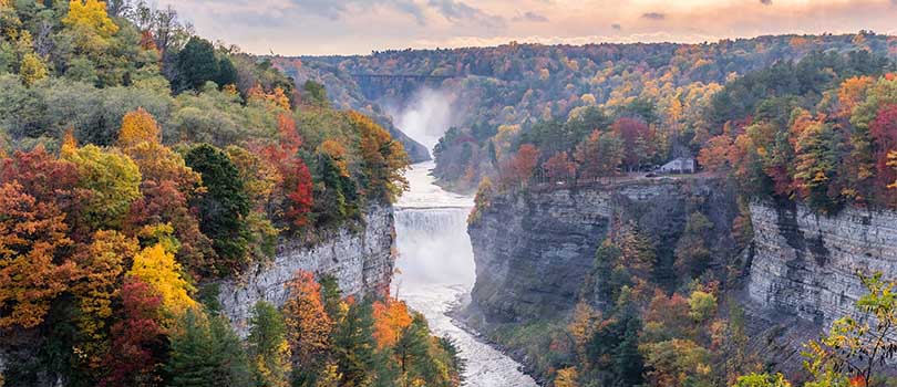 New York Nature