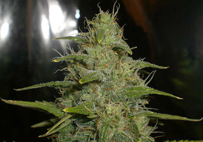 High thc cannabis seeds