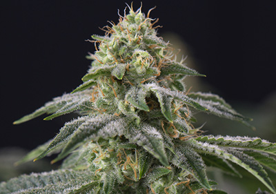 Northern Lights High Times Cannabis Cup Winner Seeds