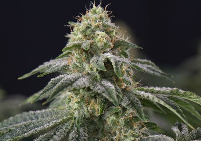 Best Medical Marijuana Seeds - Northern Lights Feminized Seeds