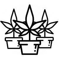 The Number of Marijuana Plants