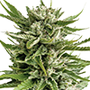 OG Cookies Feminized Seeds