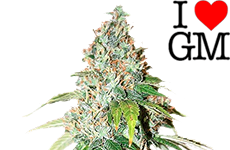 OG Kush Feminized Seeds ILGM