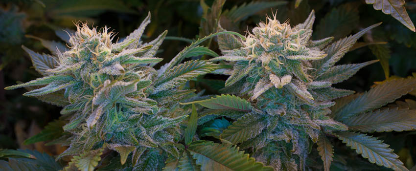 OG Kush Seeds Strain Description