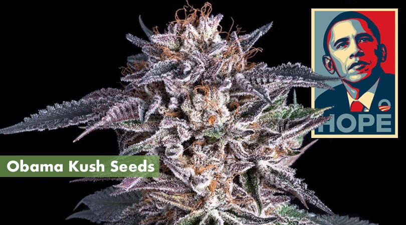 Obama Kush Seeds Cover Photo