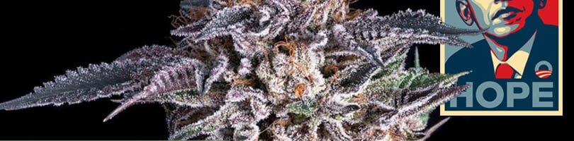 Obama Kush Seeds Featured Image