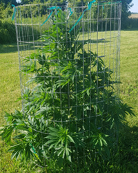 Outdoor Marijuana Garden Barrier