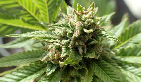 Outdoor Marijuana Plant at its flowering stage
