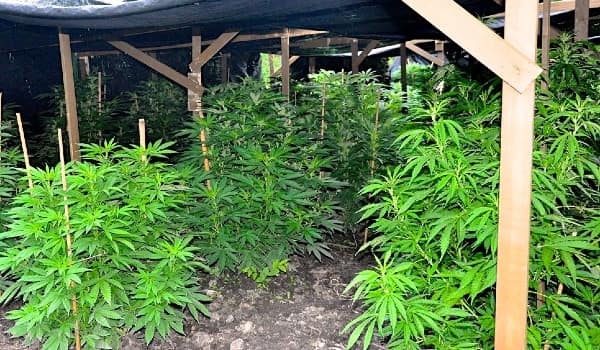 Outdoor Cannabis Plants in their vegetative stage
