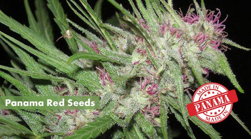 Panama Red Seeds Cover Photo