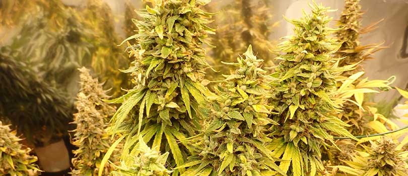 Growing Amazing Panama Red Marijuana Seeds? 17 horrible Ways To Do It
