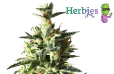 Panama Seeds Herbies